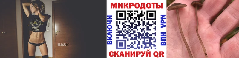 где найти наркотики  Курганинск  Галлюциногенные грибы Psilocybine cubensis 